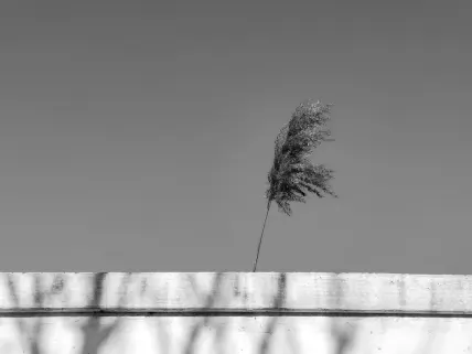 Kasino Napoli Mobiilisovellus